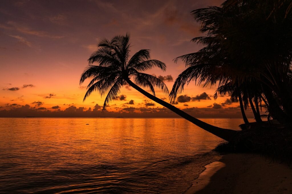 Palm trees silhouetted against a Caribbean sunset