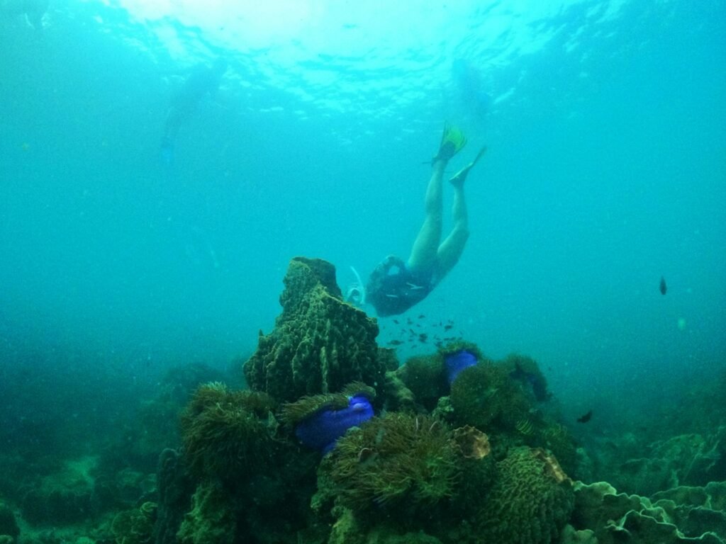 Snorkeler swimming over a coral reef